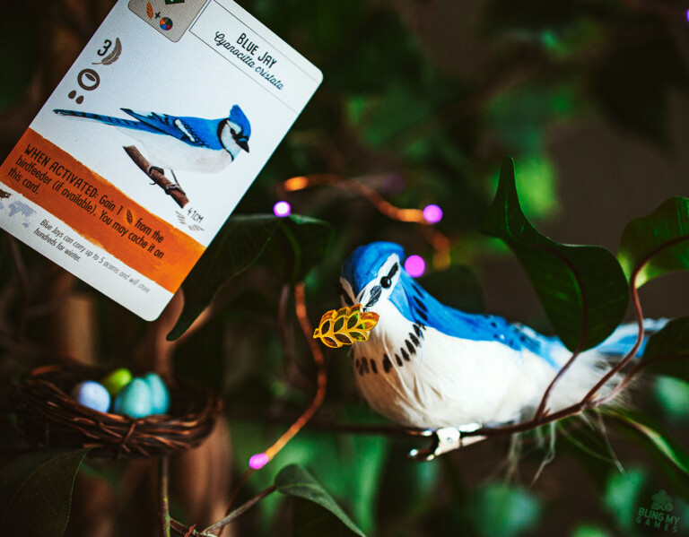 Blue Jay eating Grain